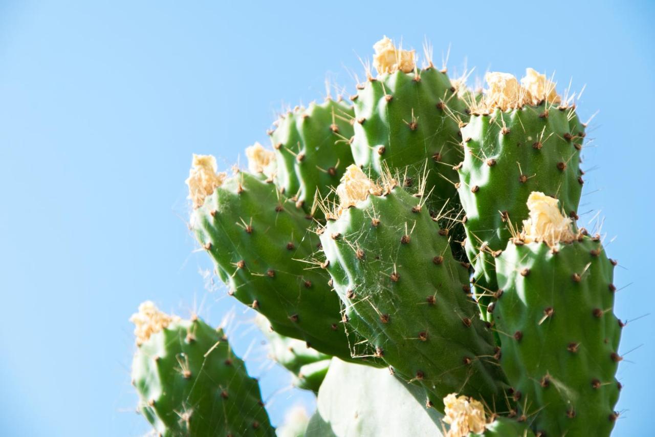 The Prickly Pear Apartment 하니아 외부 사진